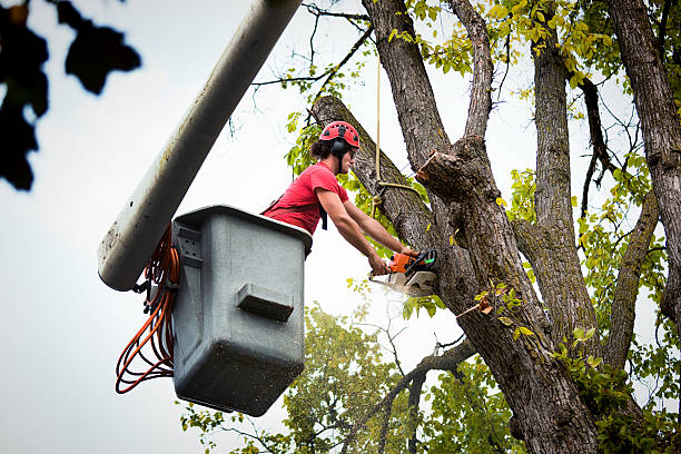 How Our Tree Care Process Works  in Searingtown, NY